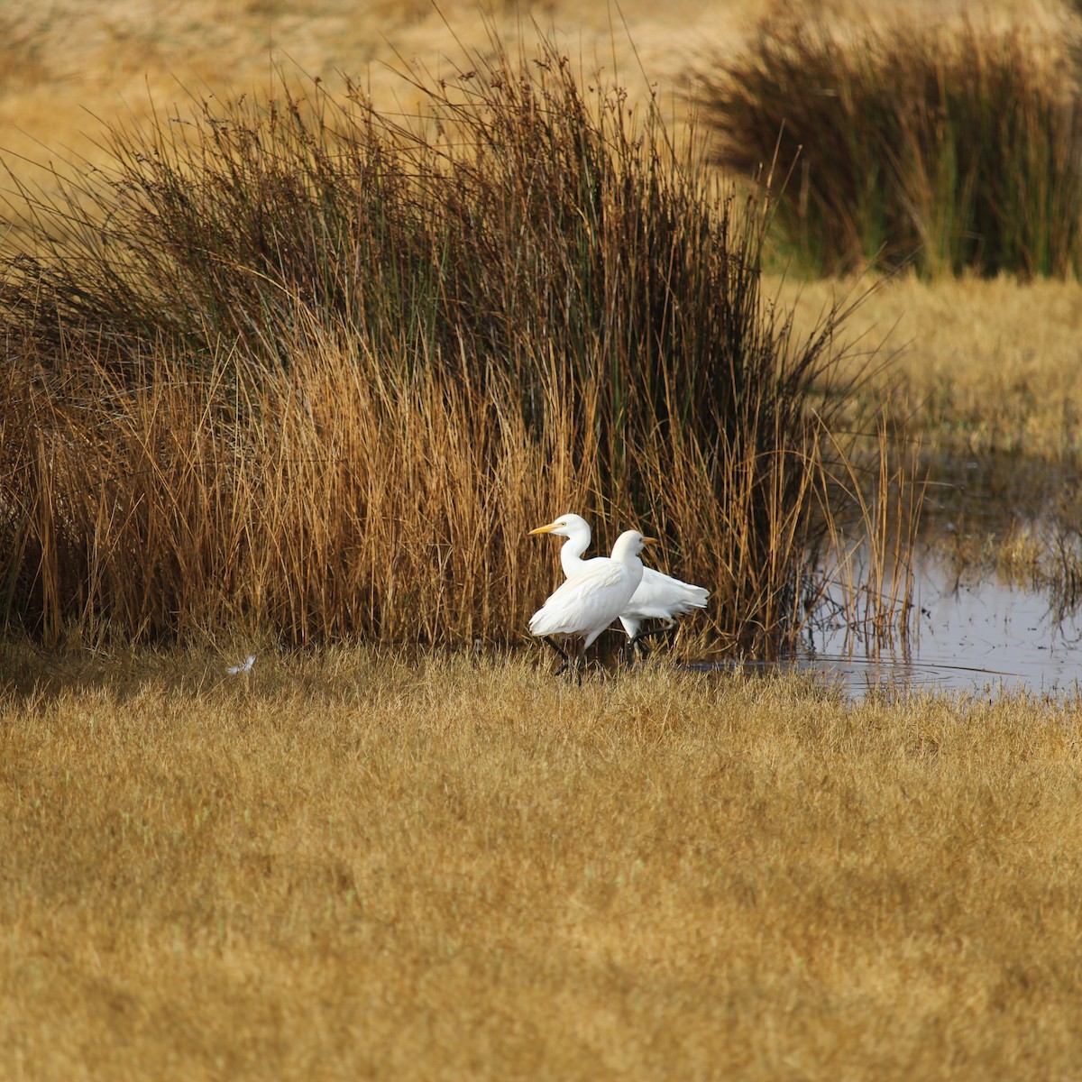 Western Cattle Egret - ML369199911