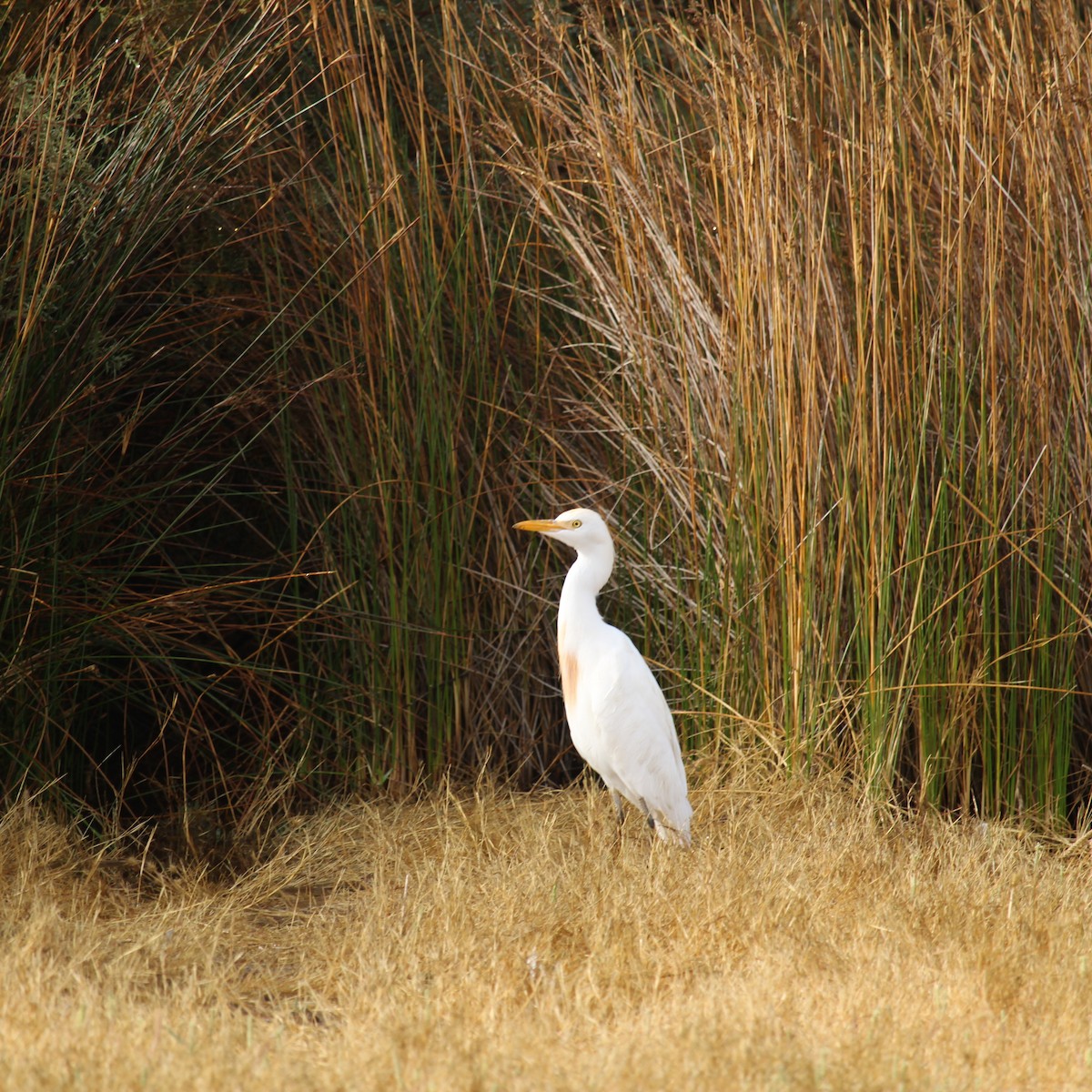 Western Cattle Egret - ML369199921