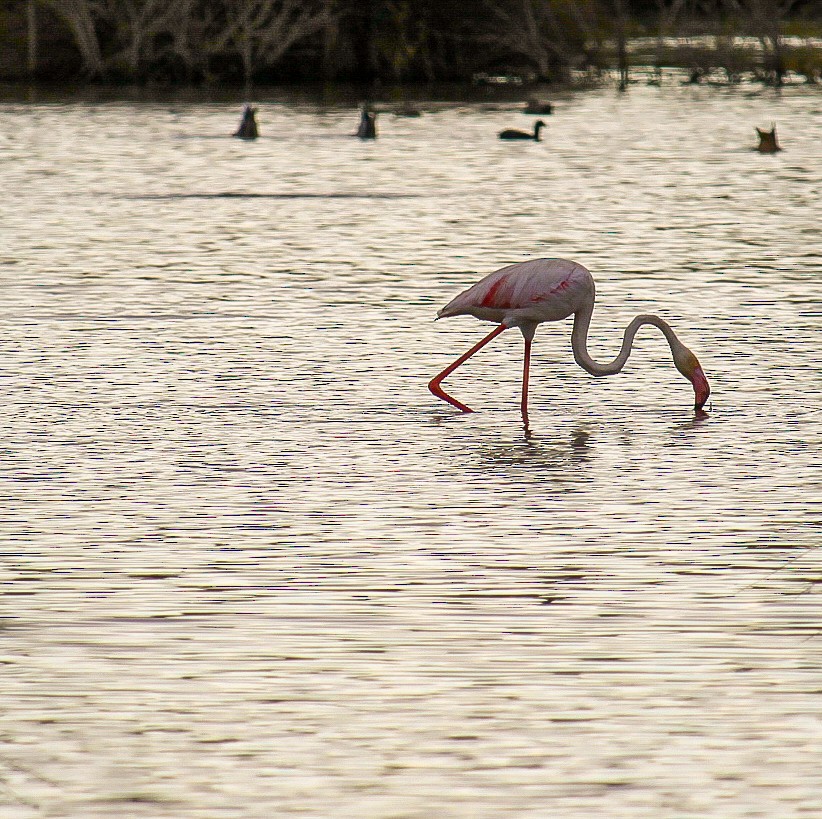 Greater Flamingo - JOAO COSTA