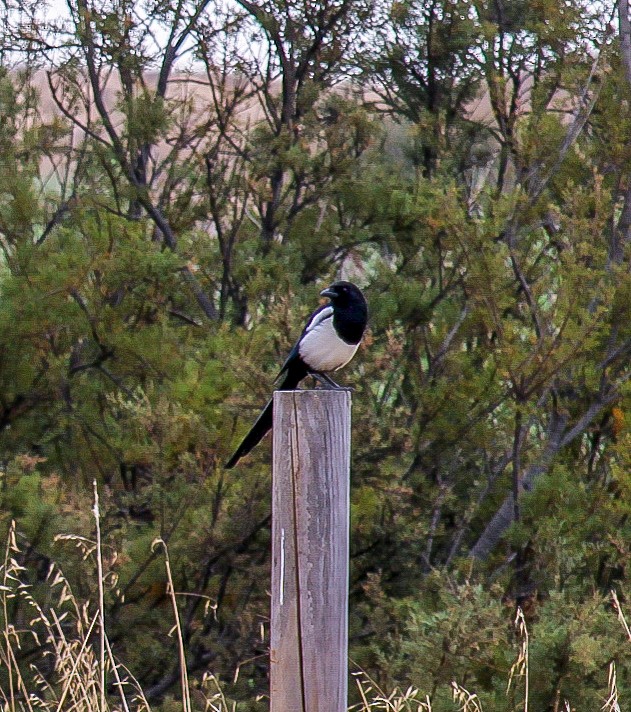 Eurasian Magpie - ML369200431