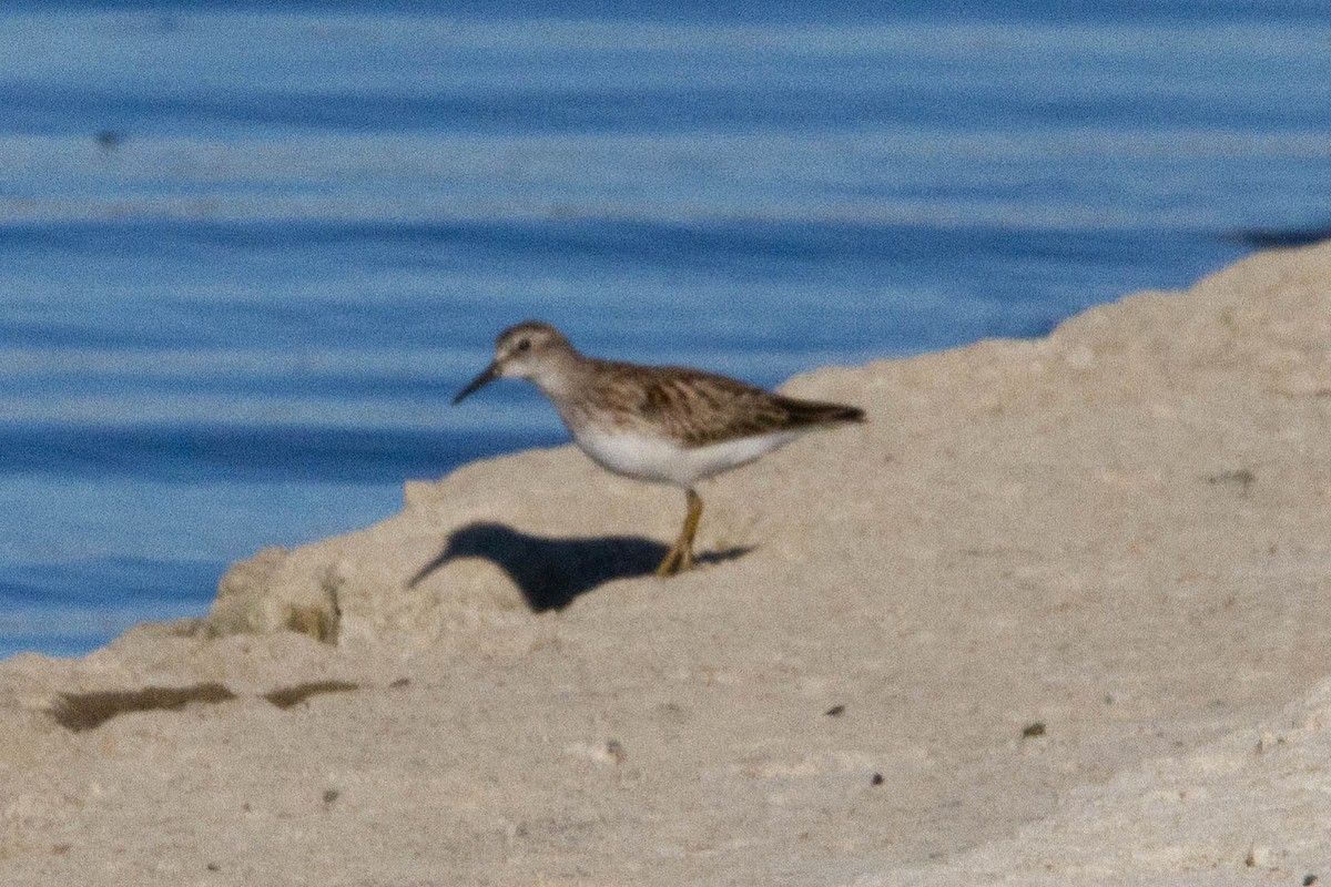 Least Sandpiper - ML369200931