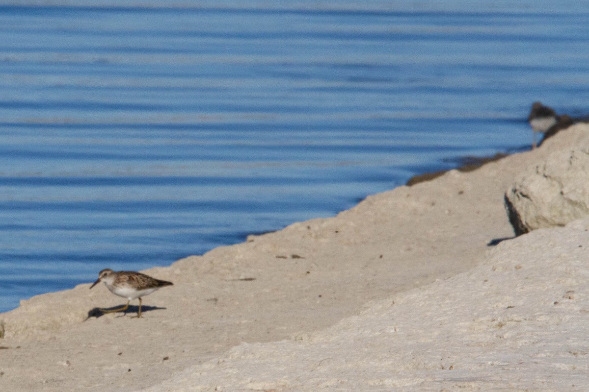 Least Sandpiper - ML369200941