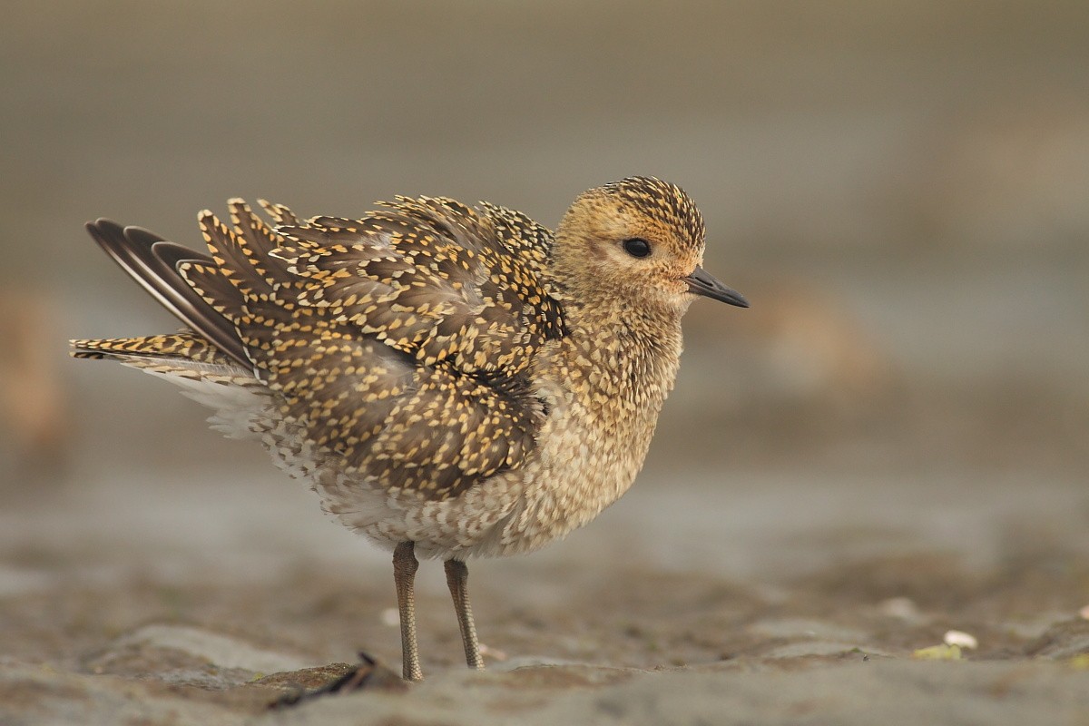 European Golden-Plover - ML369200951