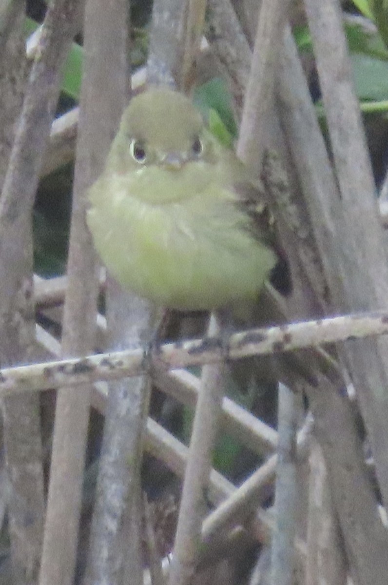 Western Flycatcher (Pacific-slope) - ML369201341