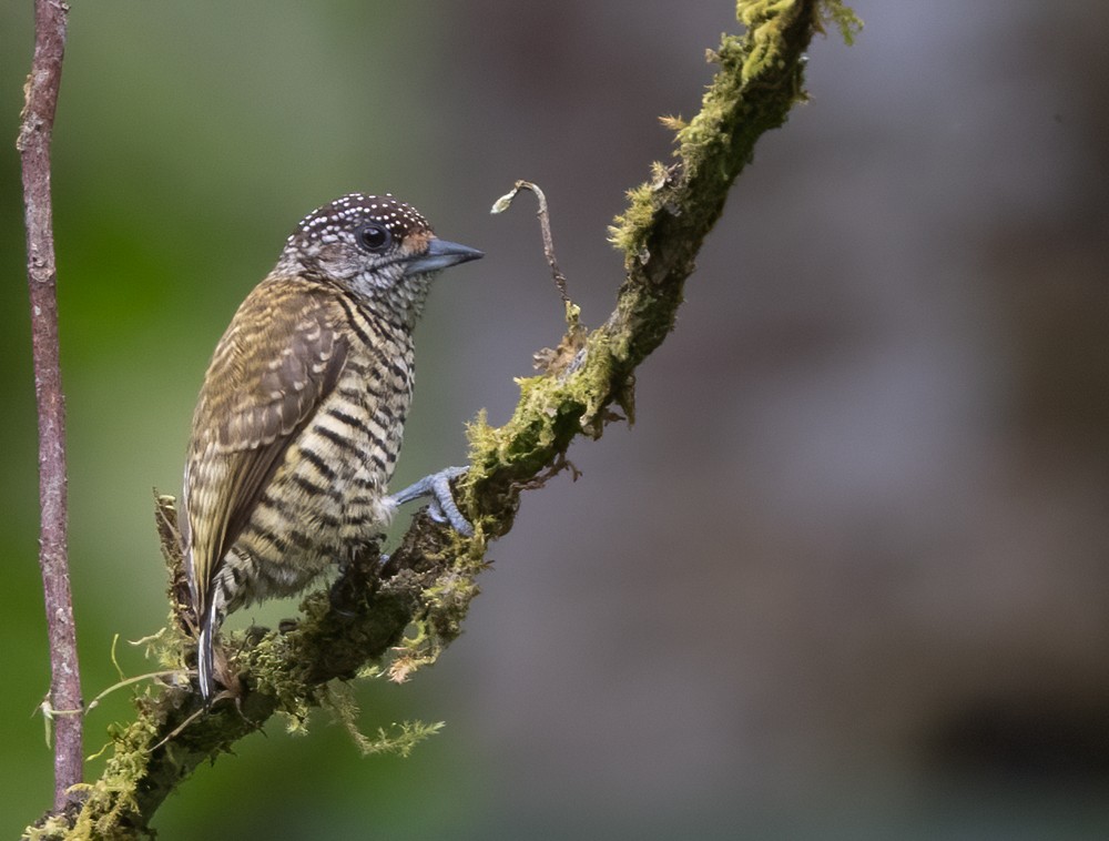 Lafresnaye's Piculet - ML369201391