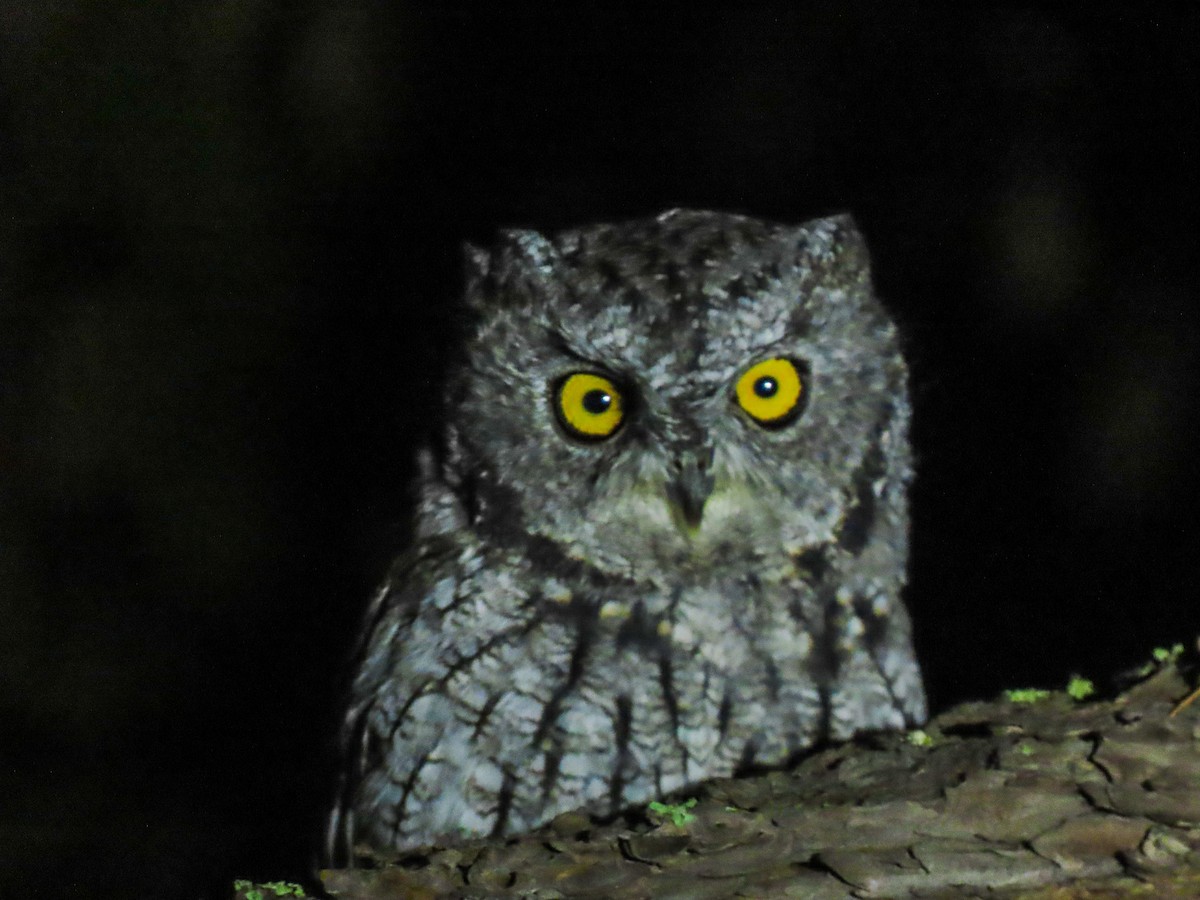 Western Screech-Owl - ML369201471