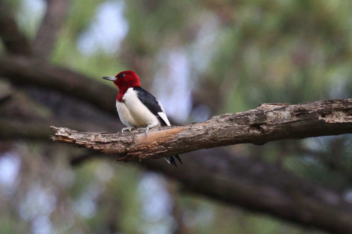 Red-headed Woodpecker - ML369201661