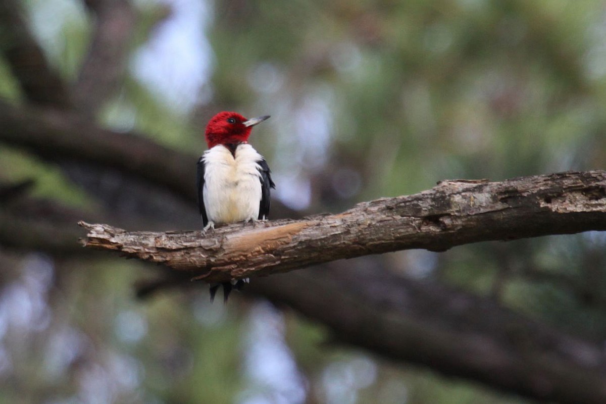 Red-headed Woodpecker - ML369201671