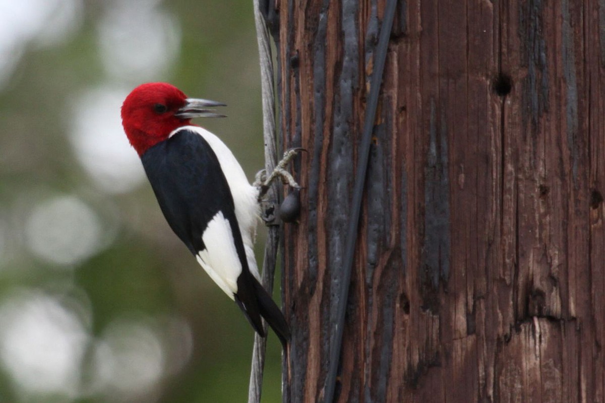 Red-headed Woodpecker - ML369201691