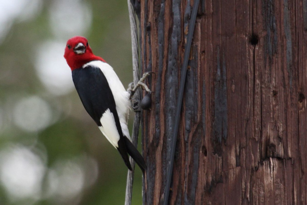 Red-headed Woodpecker - ML369201701
