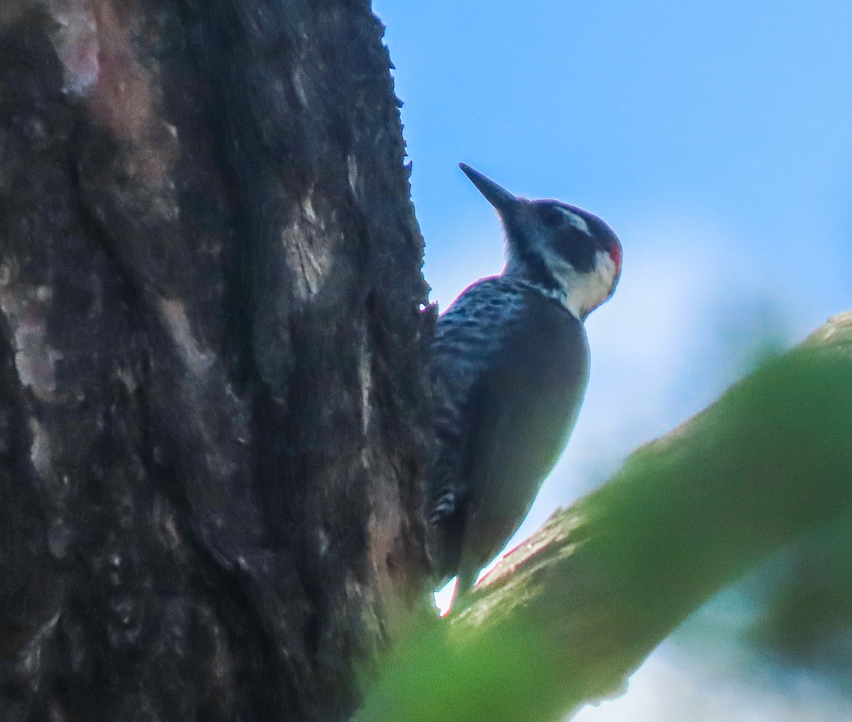 Arizona Woodpecker - ML369201781
