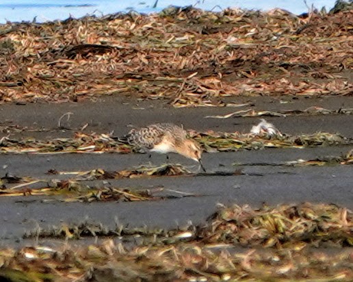 Baird's Sandpiper - ML369201851