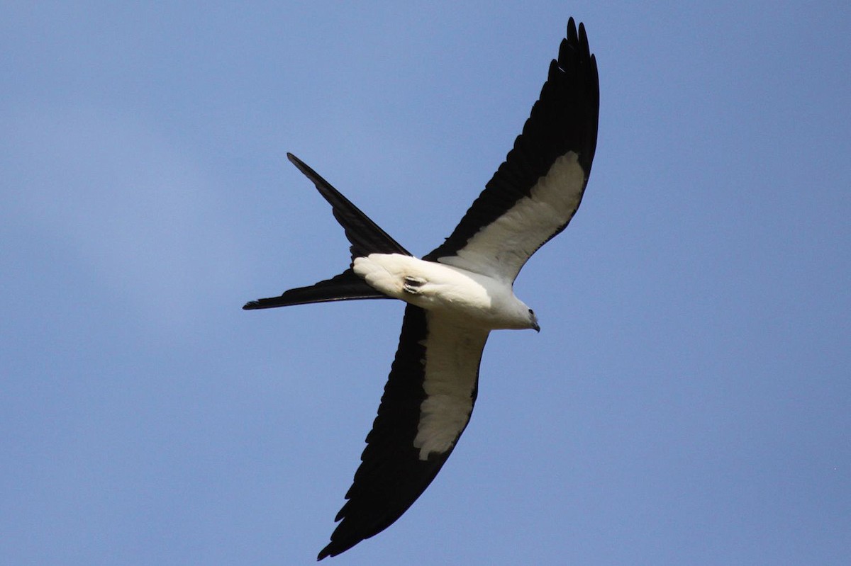 Swallow-tailed Kite - ML369203281