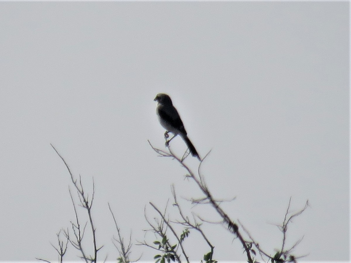 Loggerhead Shrike - ML369203291