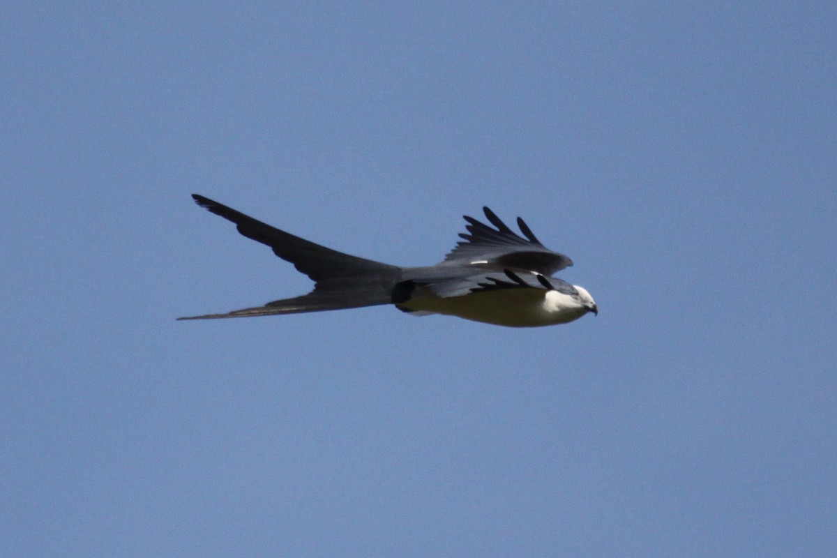 Swallow-tailed Kite - ML369203311
