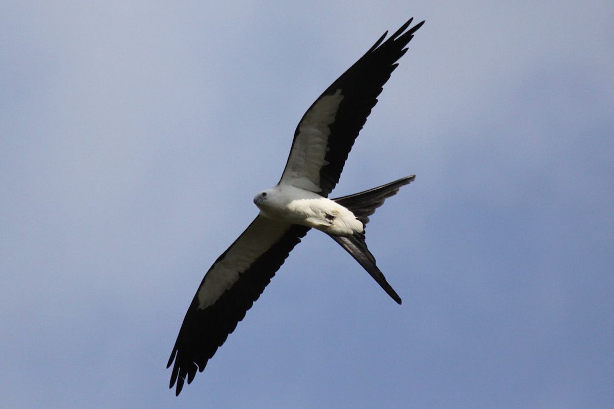 Swallow-tailed Kite - ML369203341