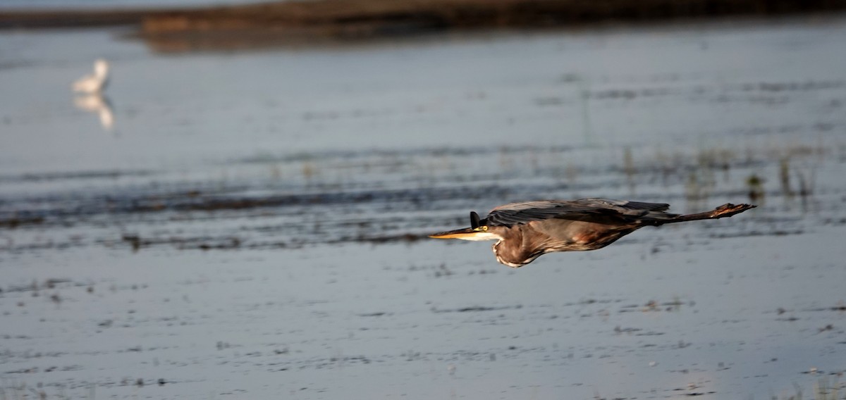 Great Blue Heron - Clem Nilan