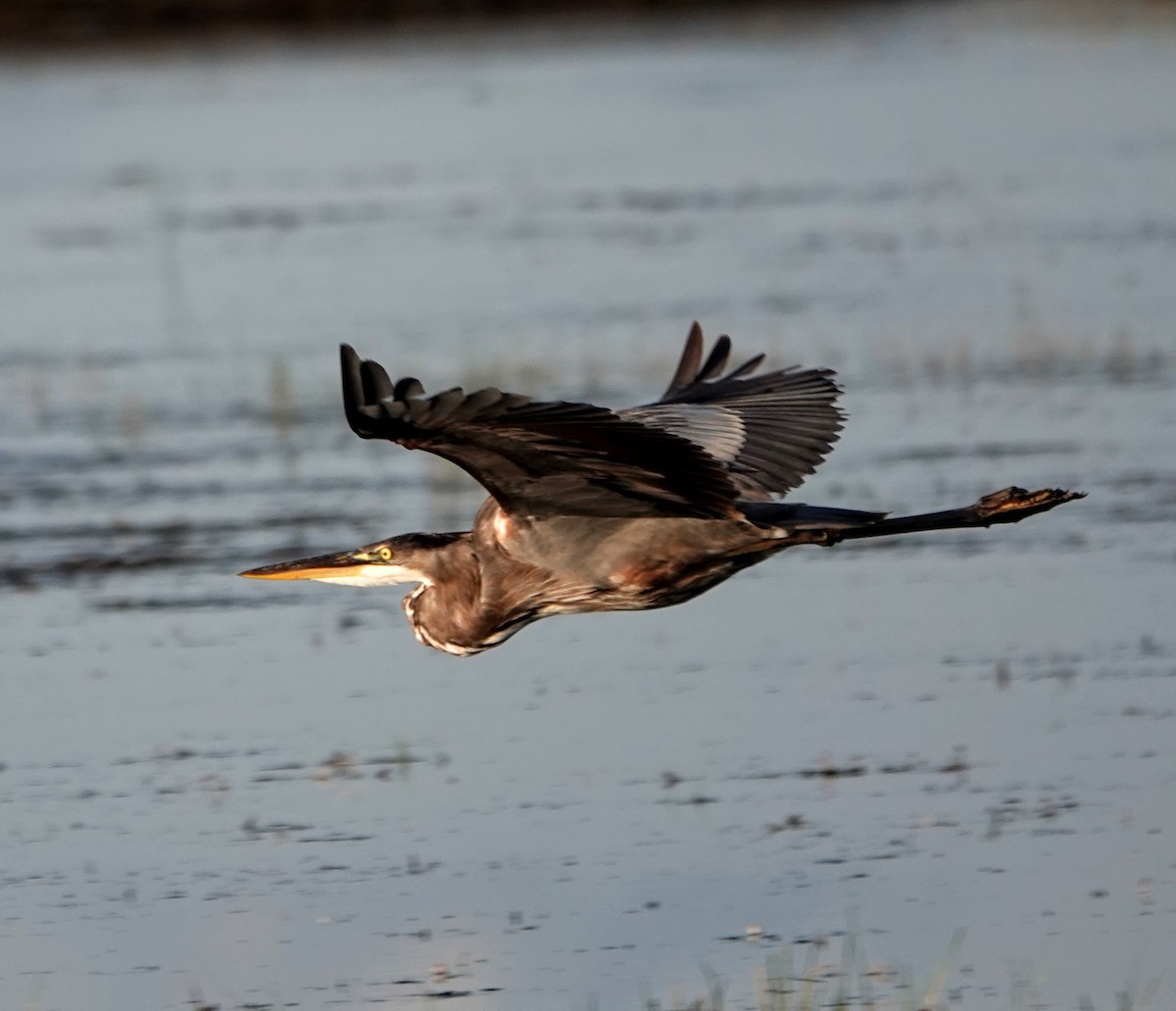 Great Blue Heron - Clem Nilan