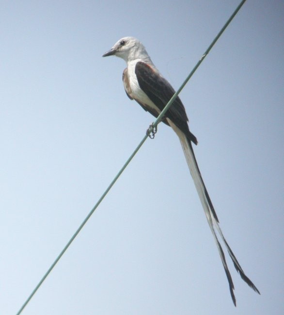 Scissor-tailed Flycatcher - ML36920381