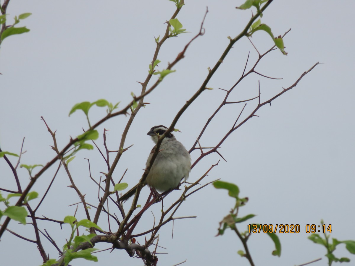 Stripe-headed Sparrow - ML369207381