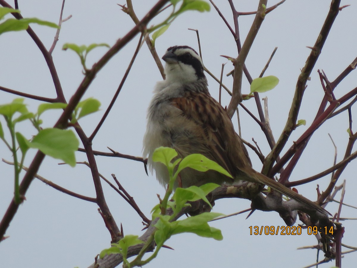 Stripe-headed Sparrow - ML369207411