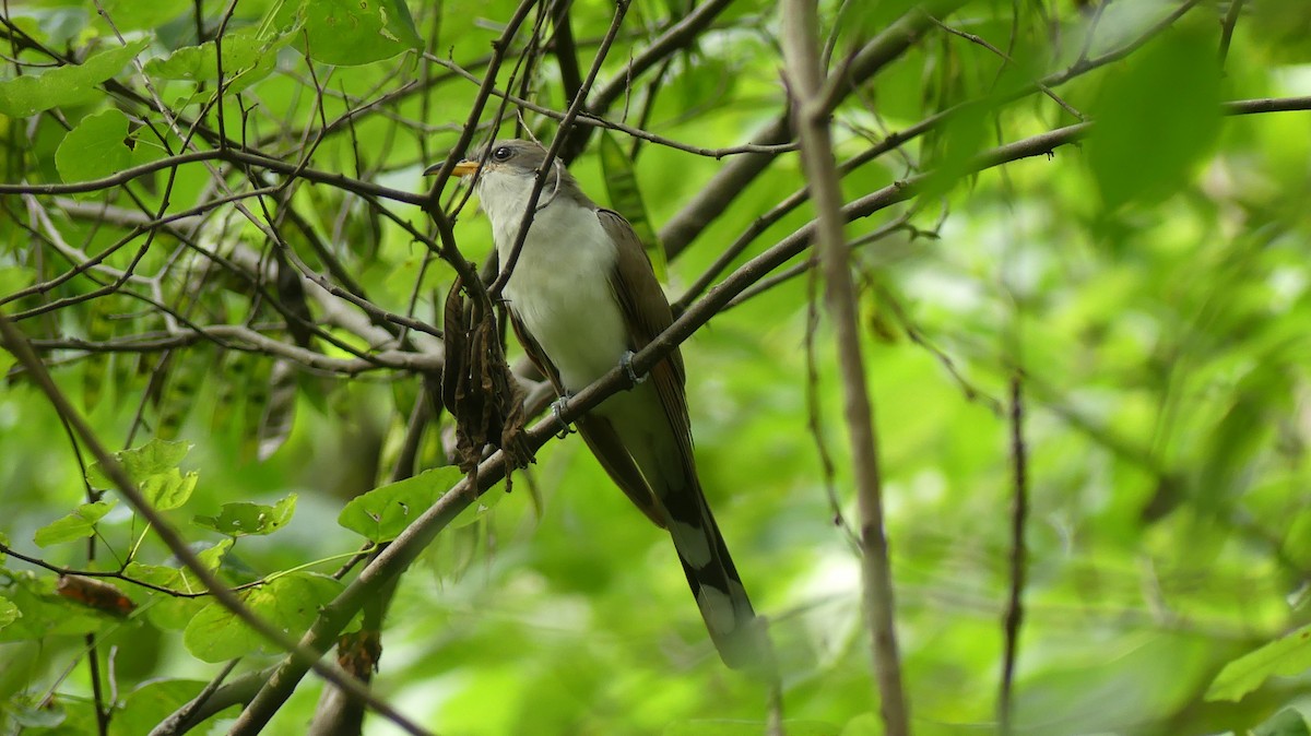 Yellow-billed Cuckoo - Leslie Sours
