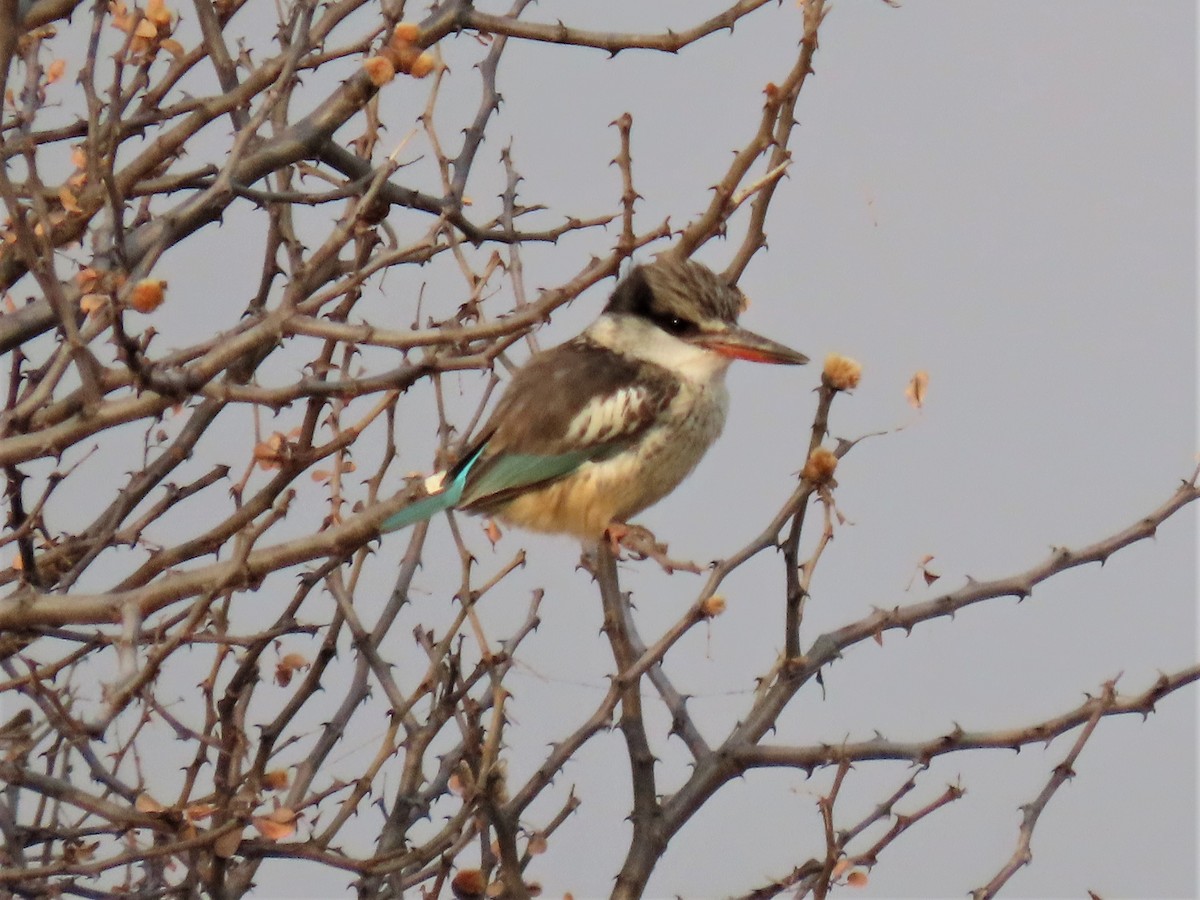 Striped Kingfisher - ML369210851