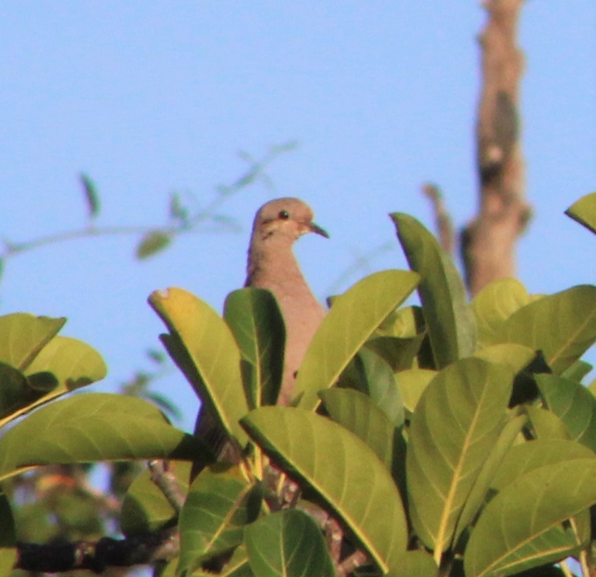 Eared Dove - ML369211981