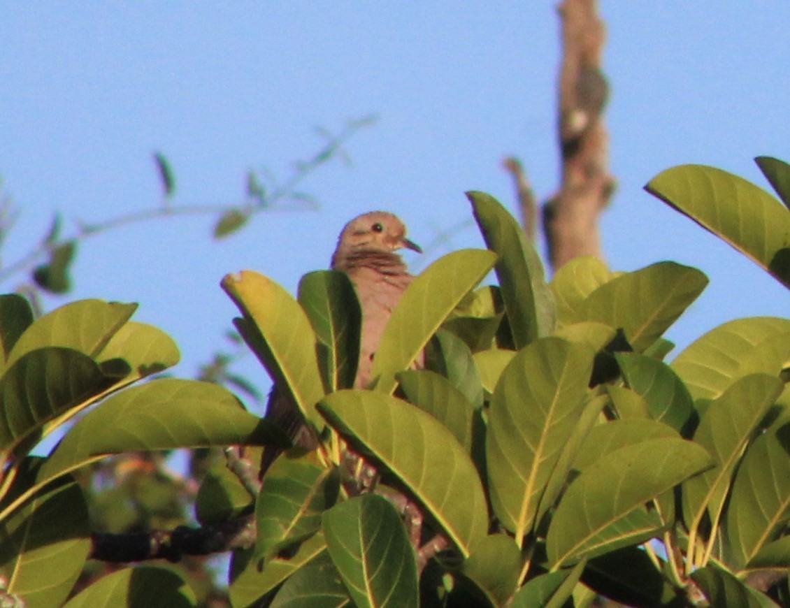 Eared Dove - ML369212011