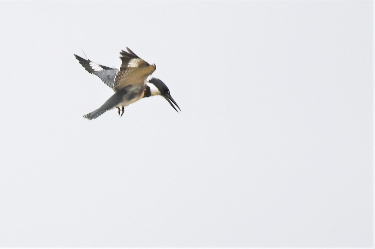 Belted Kingfisher - ML369213841