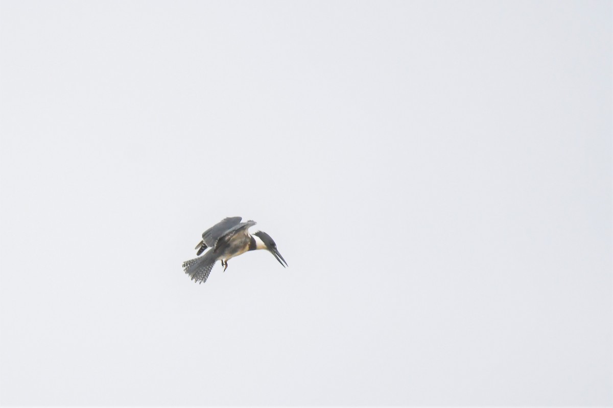 Belted Kingfisher - ML369213861