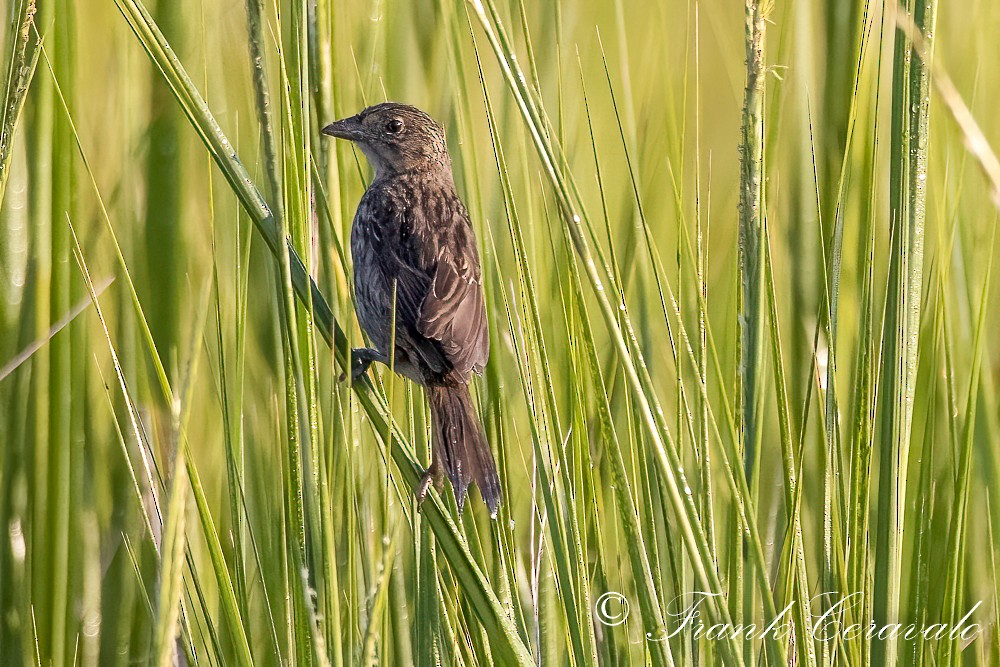 Seaside Sparrow - ML369214091