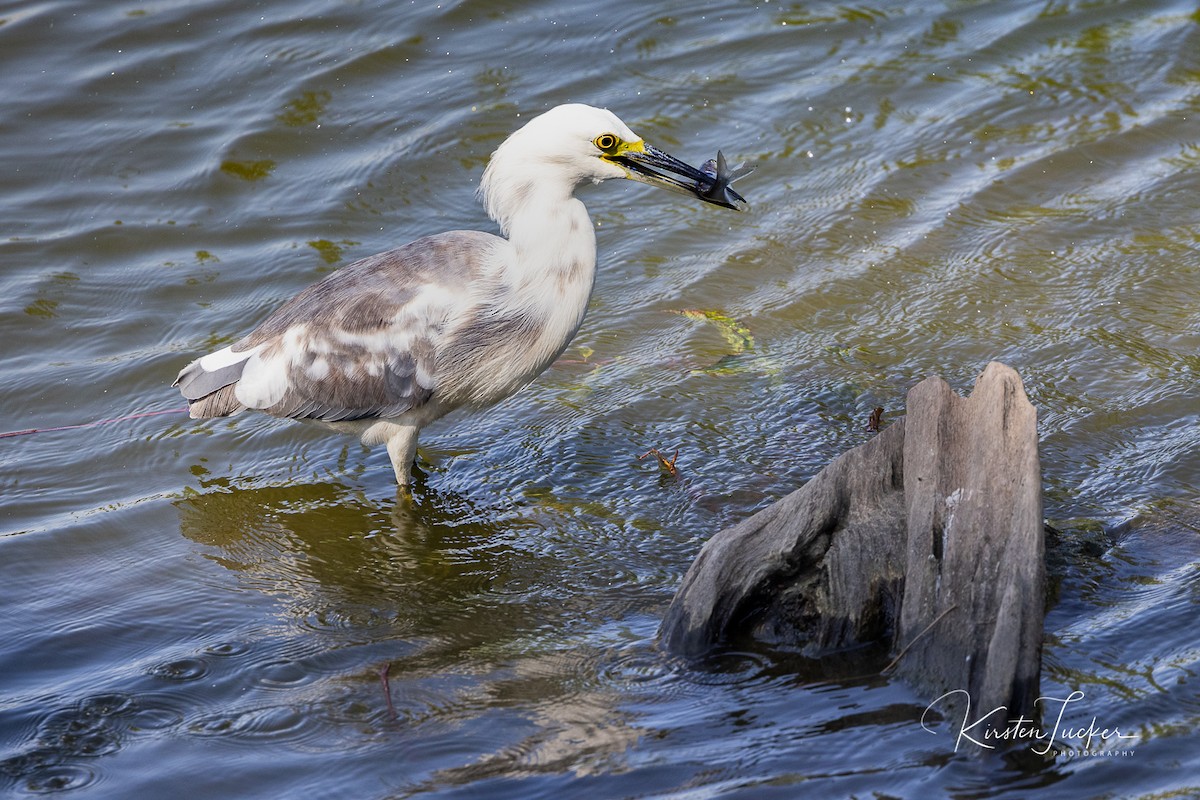 Little Blue Heron x Snowy Egret (hybrid) - ML369216391