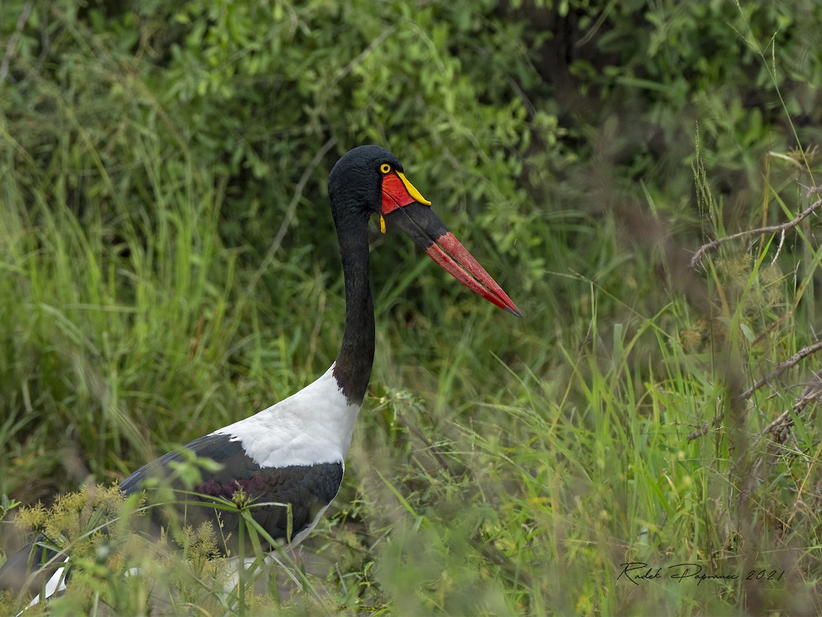 Saddle-billed Stork - ML369216661