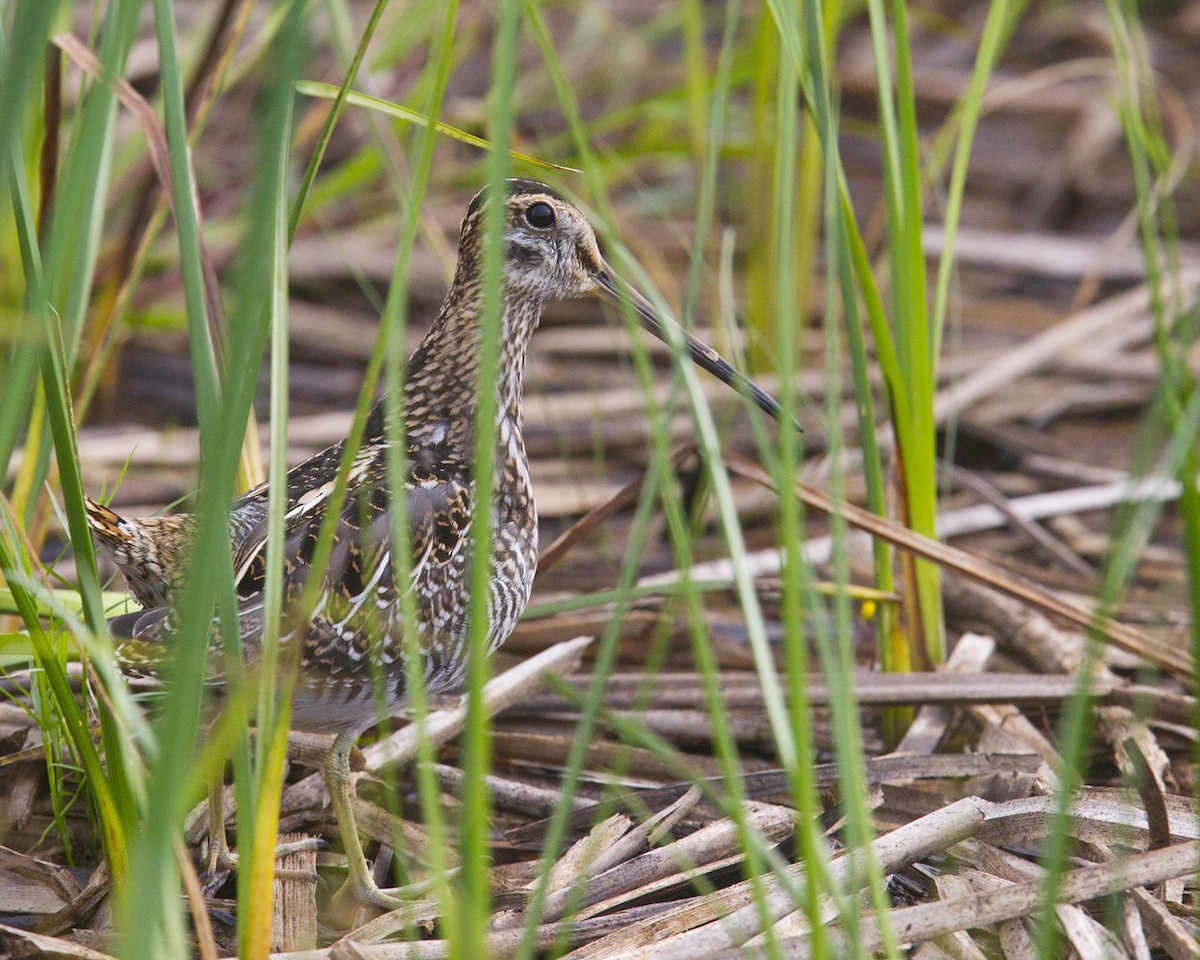 Wilson's Snipe - ML369217431