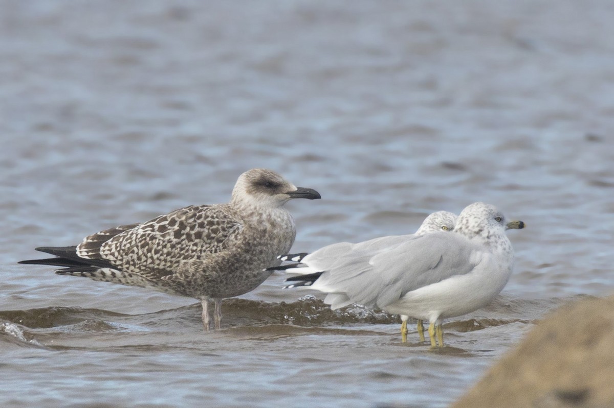 Lesser Black-backed Gull - pierre martin