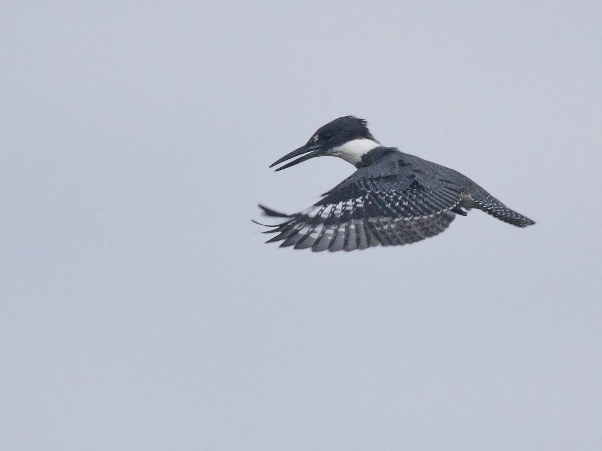 Belted Kingfisher - ML369217581