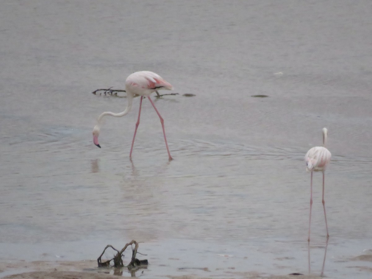 rosenflamingo - ML369217631