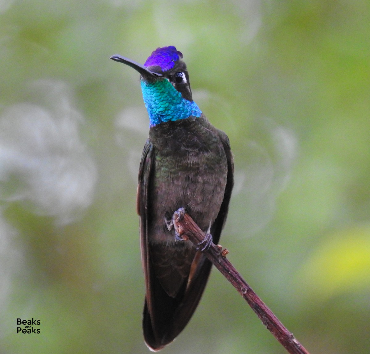Rivoli's Hummingbird - William Orellana (Beaks and Peaks)