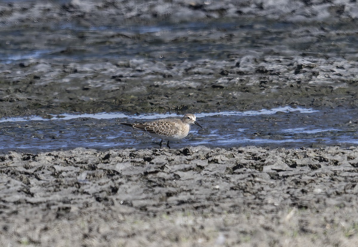 Baird's Sandpiper - Gary Woods