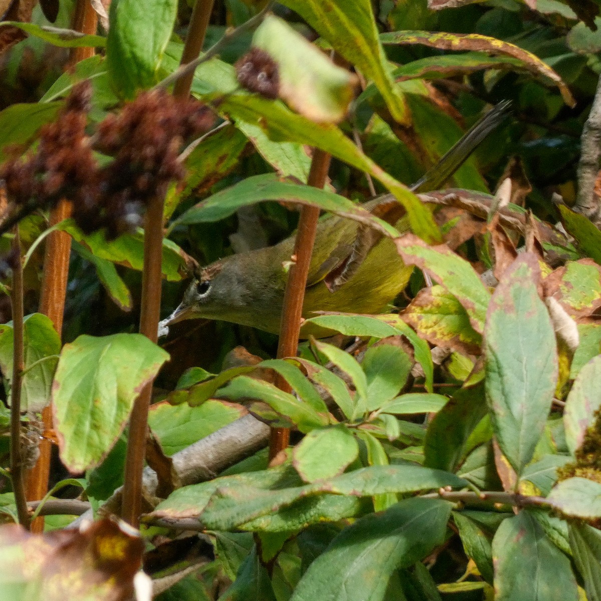 MacGillivray's Warbler - ML369218391