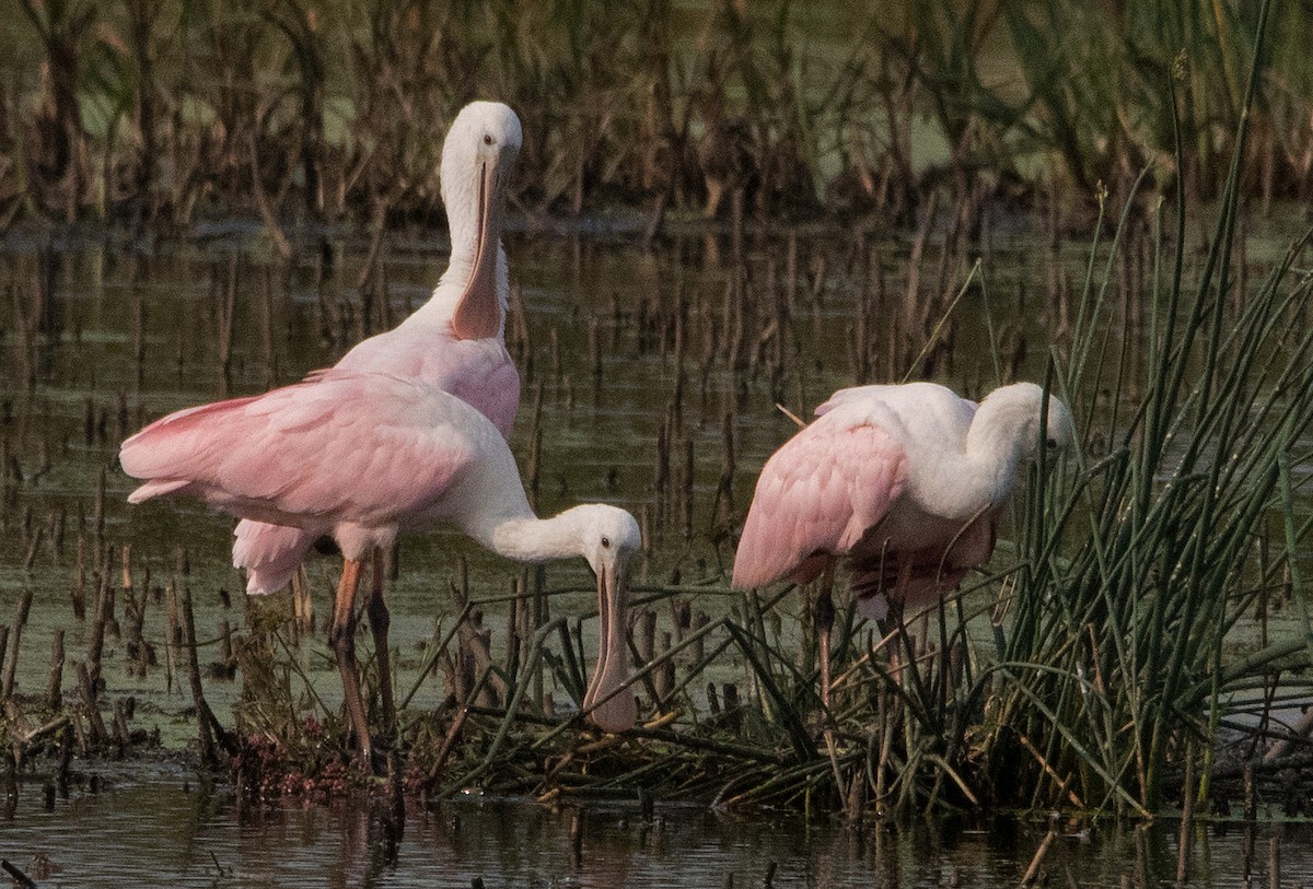 Roseate Spoonbill - Harvey Rubenstein