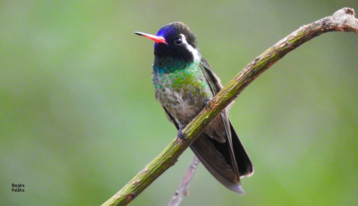 kolibřík bělouchý - ML36921881