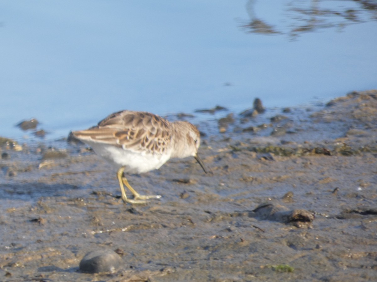 Least Sandpiper - ML369219321