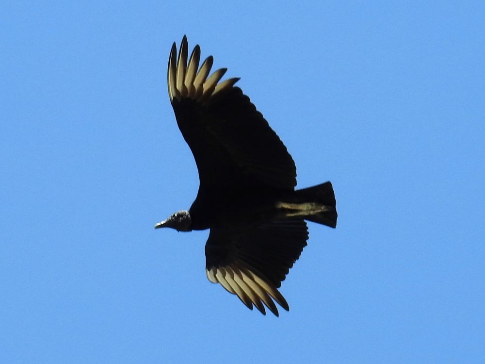 Black Vulture - ML369220341