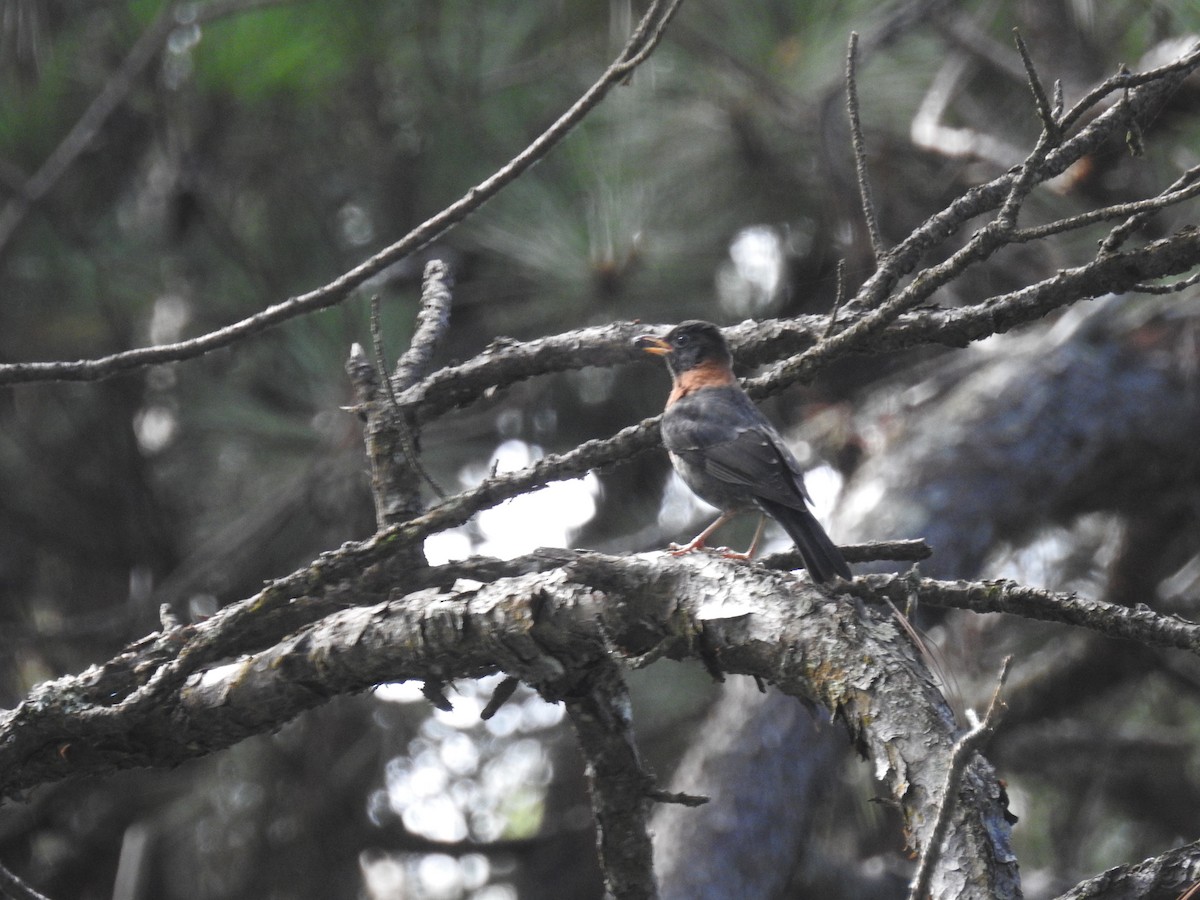 Rufous-collared Robin - ML36922151