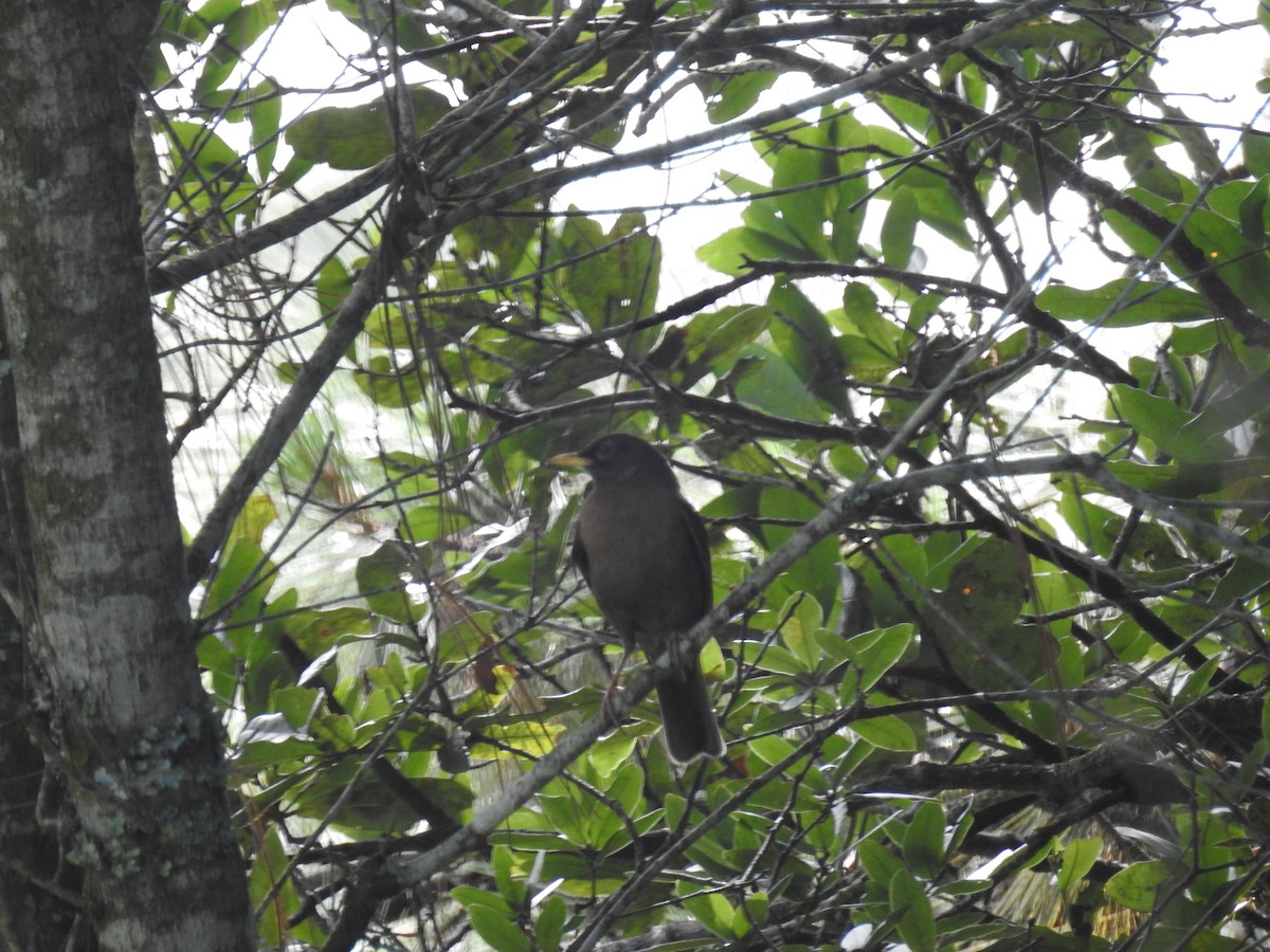 Rufous-collared Robin - ML36922161