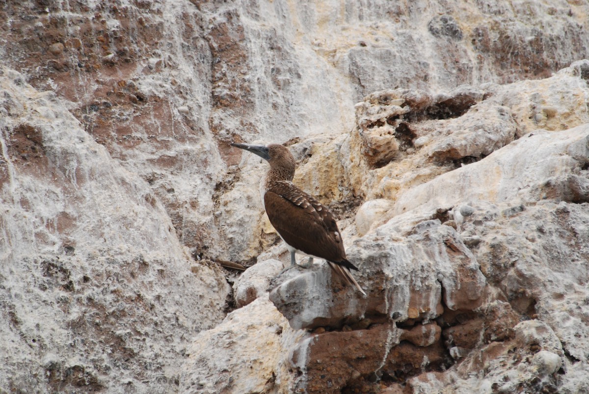 Blue-footed Booby - Ryan O'Donnell