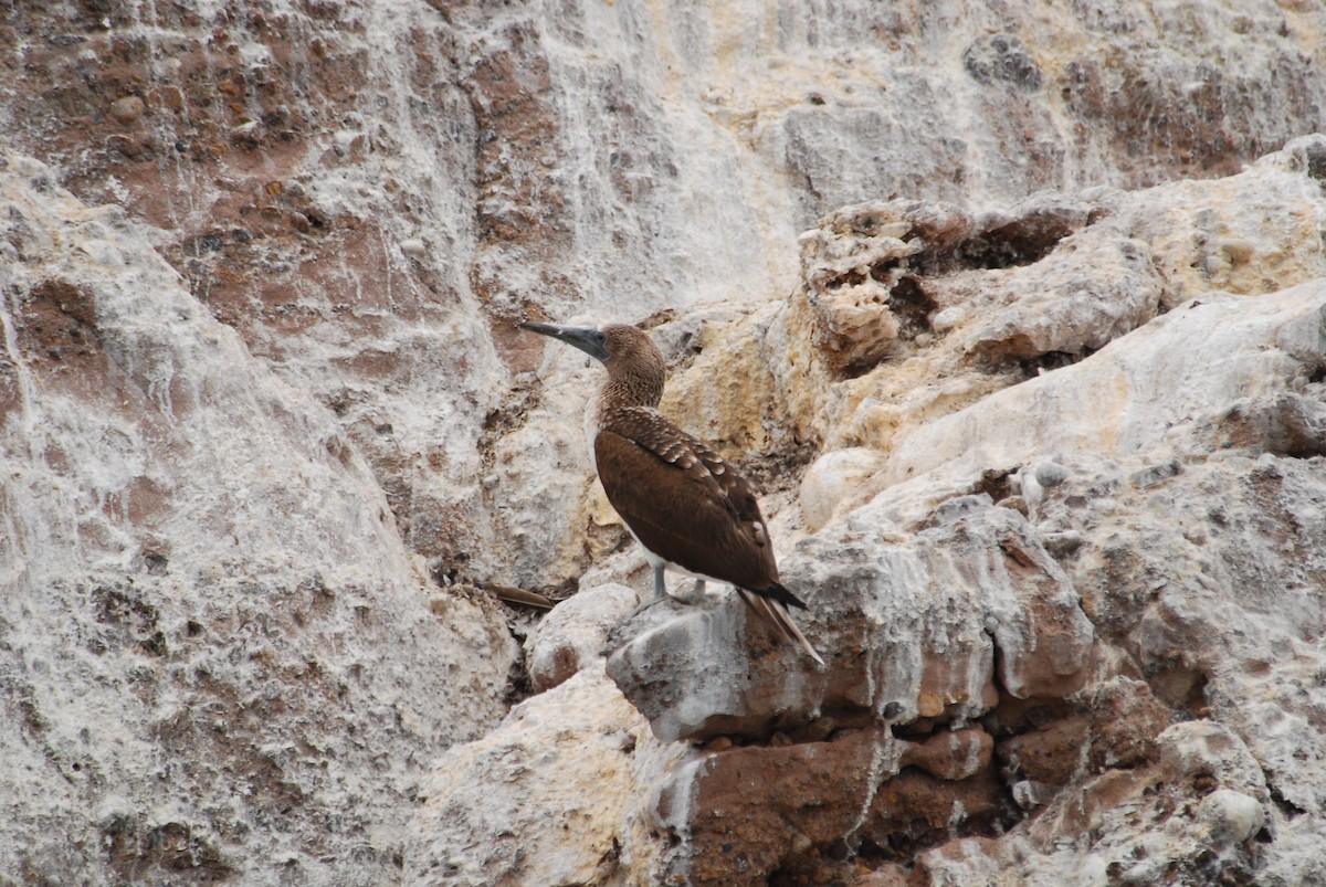 Blue-footed Booby - ML36922391