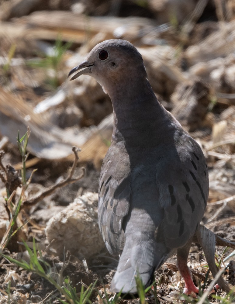 Ecuadorian Ground Dove - ML369224231